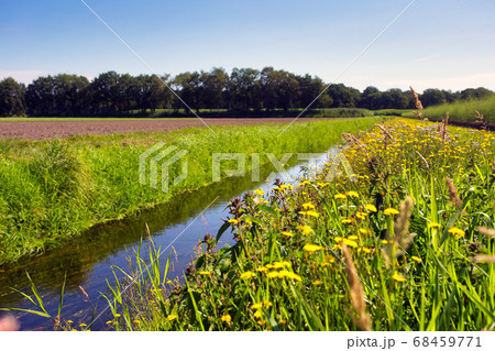 Summer landscape in the Netherlands with green meadow and calm stream and field of dandelions yellow flower in the blue sky Summer landscape in the Netherlands with green meadow and calm stream and field of dandelions yellow flower in the blue sky 68459771
