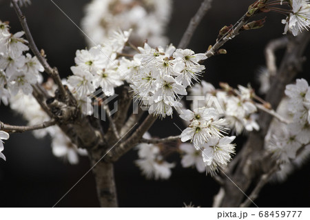 実桜の花 68459777