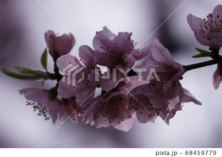 花桃 花桃 68459779