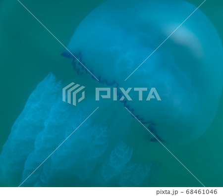 jellyfish in the blue sea. sea water wildlife jellyfish in the blue sea. sea water wildlife 68461046