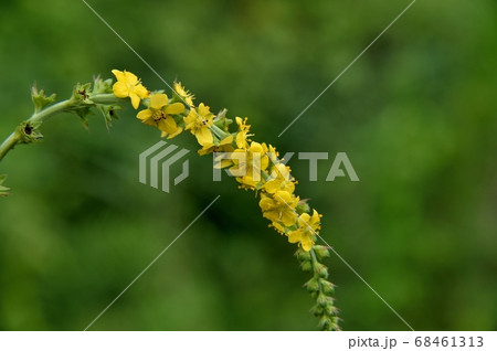 キンミズヒキの花 キンミズヒキの花 68461313