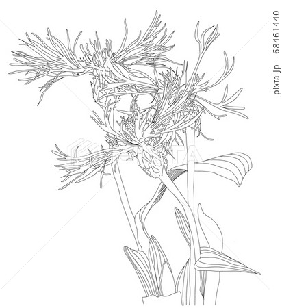 Sketch Floral Botany cornflower black silhouettesのイラスト素材