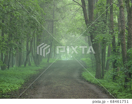A misty winding road in the morning forest 68461751