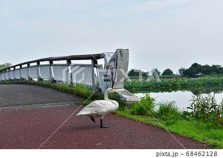 瓢湖の夏 68462128
