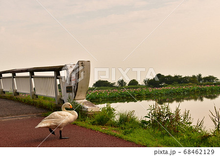瓢湖の夏 瓢湖の夏 68462129