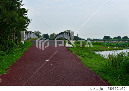 瓢湖の夏 68462162