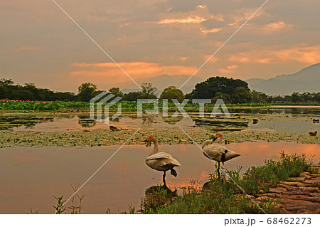瓢湖の夏 68462273