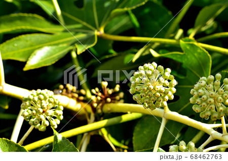 ヤツデの果実 68462763
