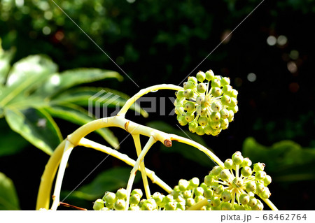 ヤツデの果実 68462764