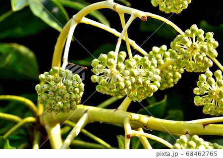 ヤツデの果実 68462765