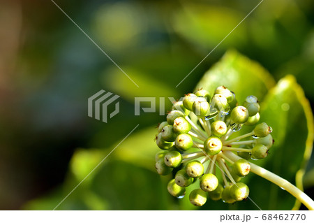 ヤツデの果実 68462770