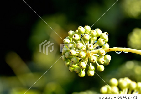 ヤツデの果実 68462771