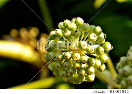ヤツデの果実 68462916