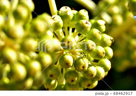 ヤツデの果実 68462917