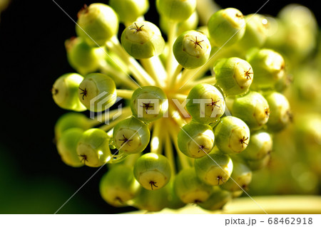 ヤツデの果実 68462918