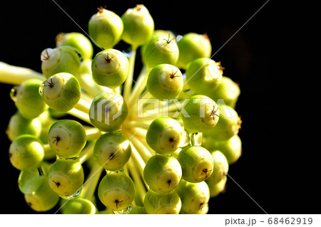 ヤツデの果実 68462919