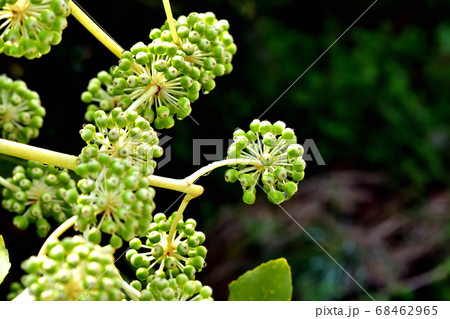 ヤツデの果実 68462965