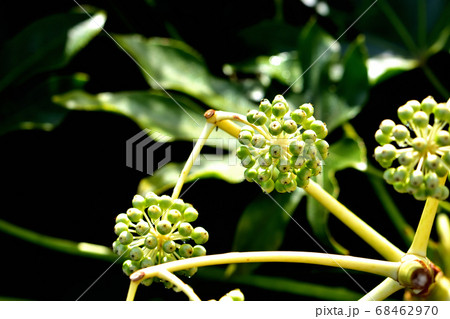 ヤツデの果実 ヤツデの果実 68462970