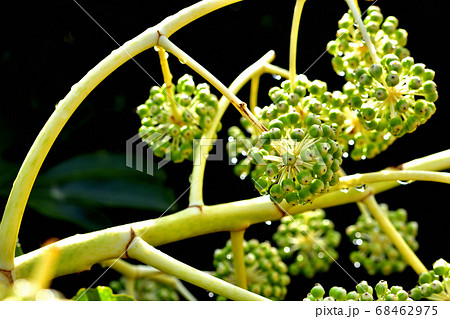 ヤツデの果実 68462975