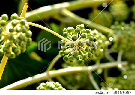 ヤツデの果実 68463067