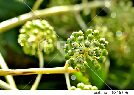ヤツデの果実 68463069