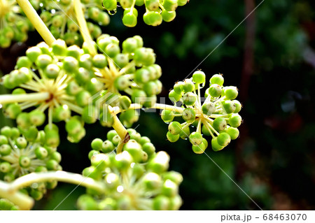 ヤツデの果実 ヤツデの果実 68463070