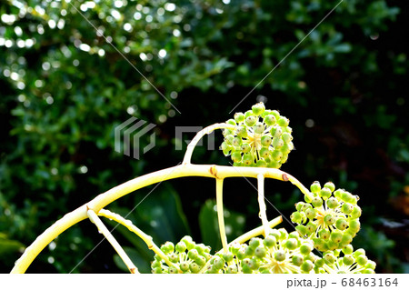 ヤツデの果実 68463164