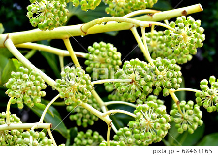 ヤツデの果実 68463165