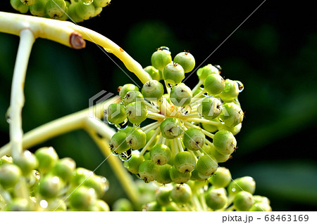 ヤツデの果実 68463169