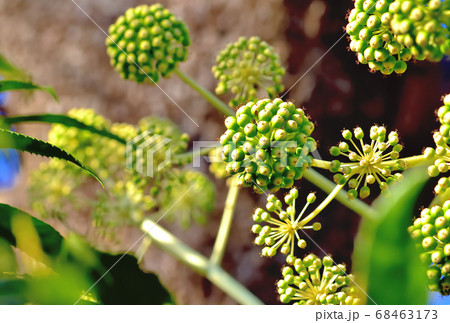 ヤツデの果実 68463173