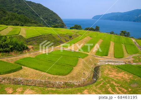 田烏の棚田 68463195