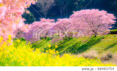 南伊豆町・下賀茂の河津桜　（ソフトフォーカス） 68463754