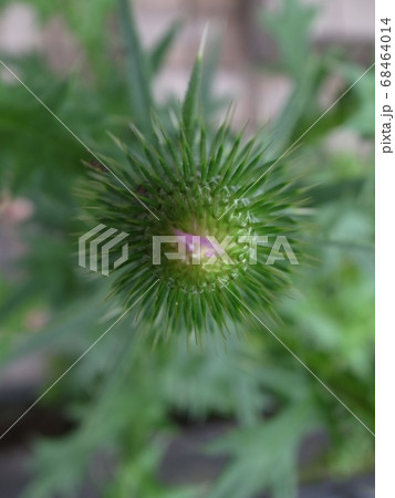 アメリカオニアザミ 68464014