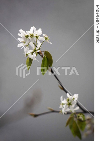 桜　シデザクラの花 68464064