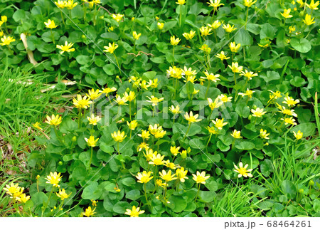 春に咲くリュウキンカの黄色い可愛い花 68464261