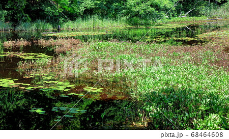 福島県　矢ノ原湿原 68464608