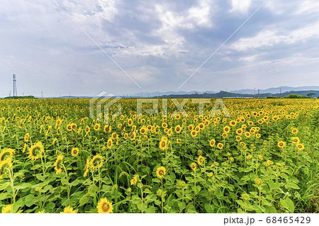山元町のひまわり畑(やまもとひまわり祭り) 宮城県山元町 山元町のひまわり畑(やまもとひまわり祭り) 宮城県山元町 68465429