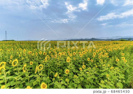 山元町のひまわり畑(やまもとひまわり祭り) 宮城県山元町 山元町のひまわり畑(やまもとひまわり祭り) 宮城県山元町 68465430