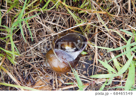 ジャンボタニシ（スクミリンゴガイ） 68465549