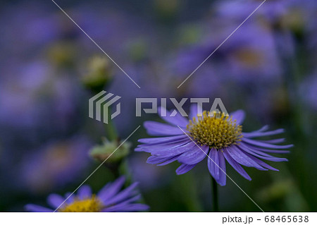 夏の終わりに散る花~紫苑~ 夏の終わりに散る花~紫苑~ 68465638