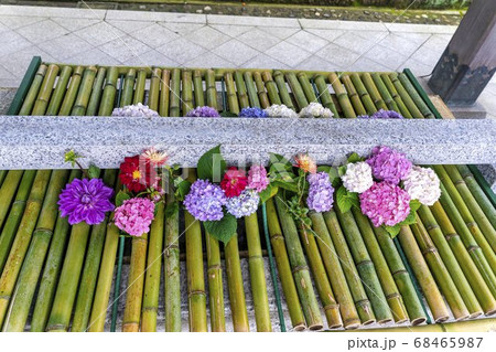 竹駒神社の手水舎　あじさいの花手水　宮城県岩沼市 68465987