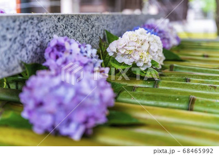 竹駒神社の手水舎　あじさいの花手水　宮城県岩沼市 68465992