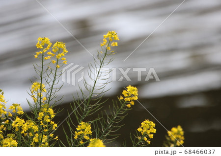 水辺に咲く菜の花 68466037