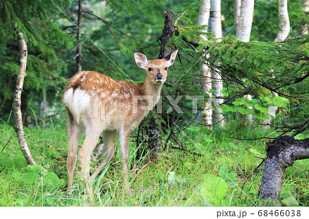 野生のエゾシカ 68466038