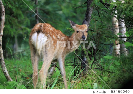 野生のエゾシカ 68466040
