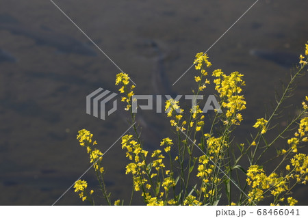 川辺に咲く菜の花 68466041