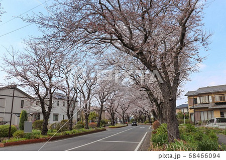 国分寺台の桜並木 神奈川県海老名市 の写真素材