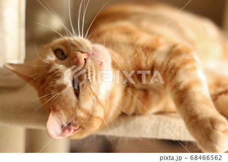 鼻がムズムズして変顔になる猫アメリカンショートヘアレッドタビー 68466562