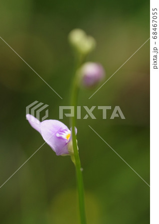 ホザキノミミカキグサの花 68467055
