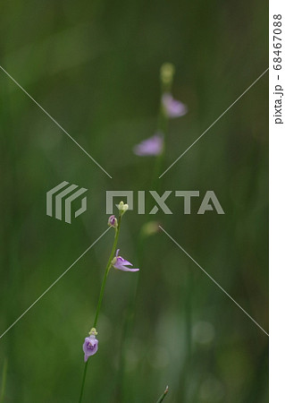 ホザキノミミカキグサの花 68467088